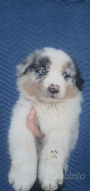 Pastore australiano con pedigree ENCI