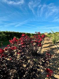 Lagerstroemia Dynamite