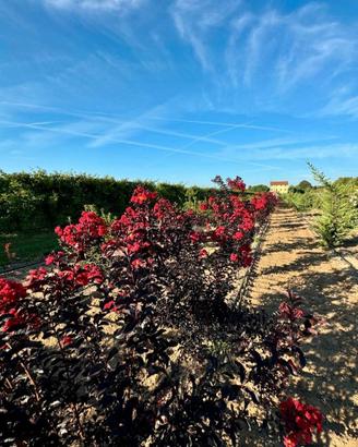 Lagerstroemia Dynamite