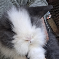 Coniglietti nani ariete