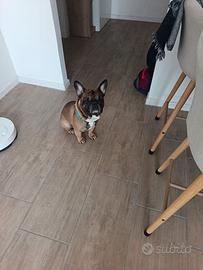 Bulldog disponibile per monta
