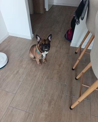 Bulldog disponibile per monta