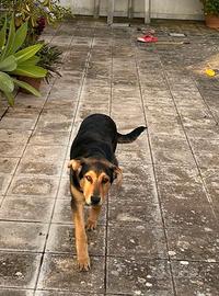 Cucciolo di cane da dare in adozione gratis