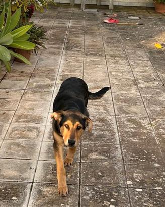 Cucciolo di cane da dare in adozione gratis