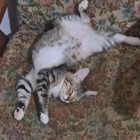 Gattina colori mischiati