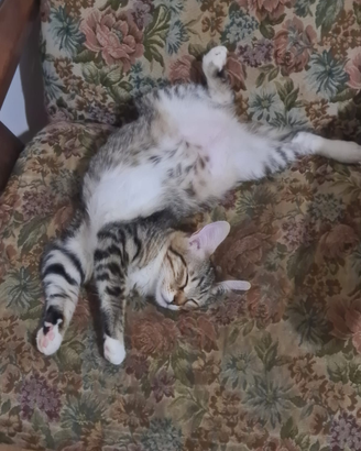 Gattina colori mischiati