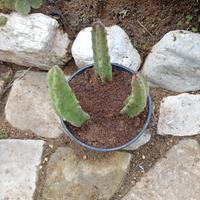 piante succulente varie