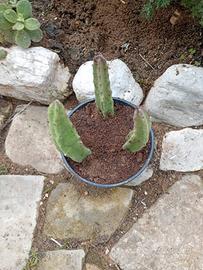 piante succulente varie