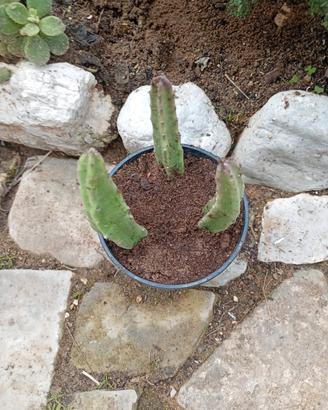 piante succulente varie