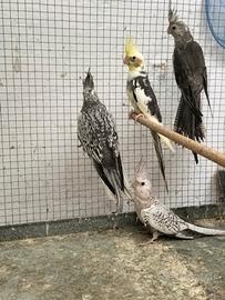Calopsite