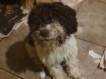 Cuccioli lagotto