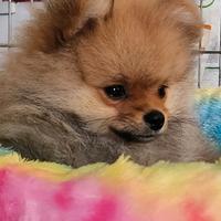 Spitz pomerania nano