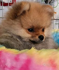 Spitz pomerania nano