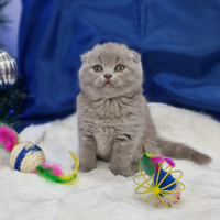 Scottish fold e straight