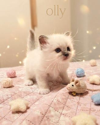 Ultimo cucciolo Sacro Di Birmania