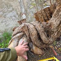 pre bonsai melograno