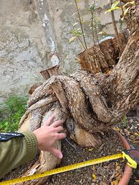 pre bonsai melograno