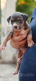 Pitbull