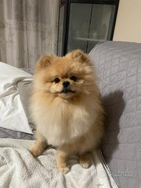 Volpino di Pomerania per accoppiamento