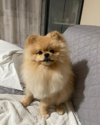 Volpino di Pomerania per accoppiamento