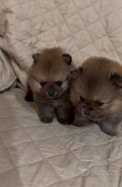 Spitz di Pomerania mini toy