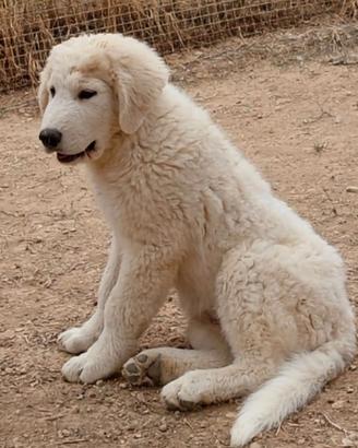 Cuccioli pastore abruzzese 