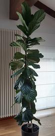 Pianta ficus lyrata
