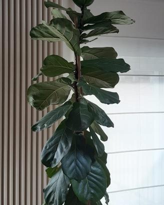 Pianta ficus lyrata