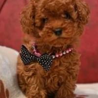 Cloe femmina barboncino toy