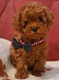 Cloe femmina barboncino toy