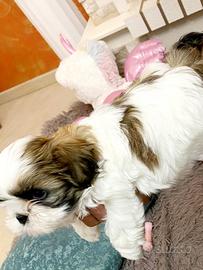 Splendidi cuccioli Schitzu