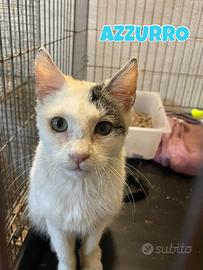 Azzurro gattino bianco grigio di tre mesi