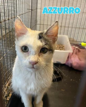 Azzurro gattino bianco grigio di tre mesi