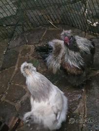 Moroseta galli gallo galletto 20 euro