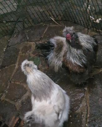 Moroseta galli gallo galletto 20 euro