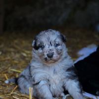 Cuccioli pastore del lagorai con pedigree
