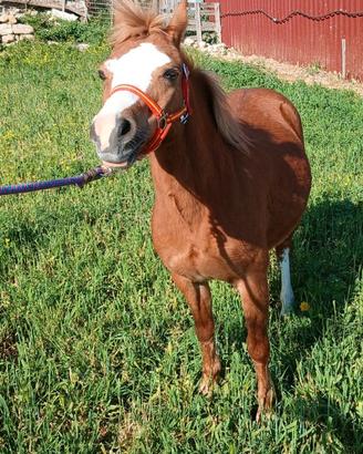 Pony Welsh