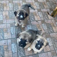 Cuccioli di Kangal/Pastore del Caucaso