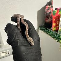 Serpente del grano - Guttate baby