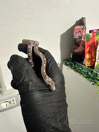 Serpente del grano - Guttate baby