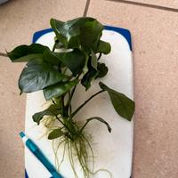 Piante acquario anubias