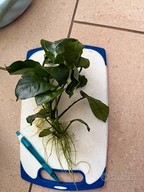 Piante acquario anubias