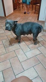 American bully