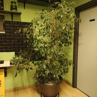 pianta di ficus da interno ornamentale piante 