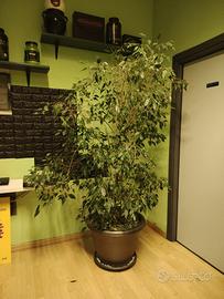 pianta di ficus da interno ornamentale piante 
