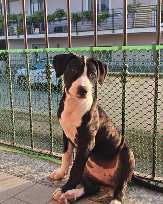 Cucciola di American Pitbull