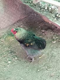 Gallo auracana x marans