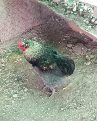 Gallo auracana x marans