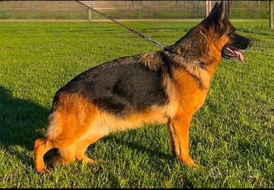 Pastore tedesco con pedigree