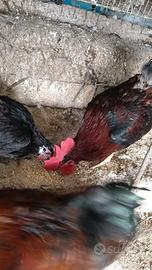 Galline